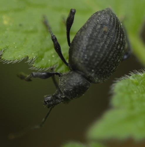 Réf. 250 460 : Otiorhynchus sp.